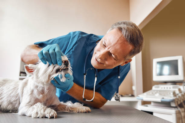 Best Weekend Emergency Dentist in Calera, OK